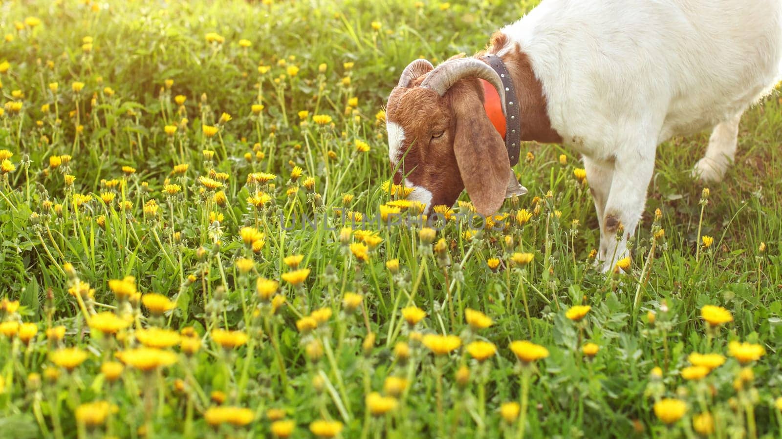 Anglo Nubian Goat grazing, eating grass on sun lit meadow full of dandelions