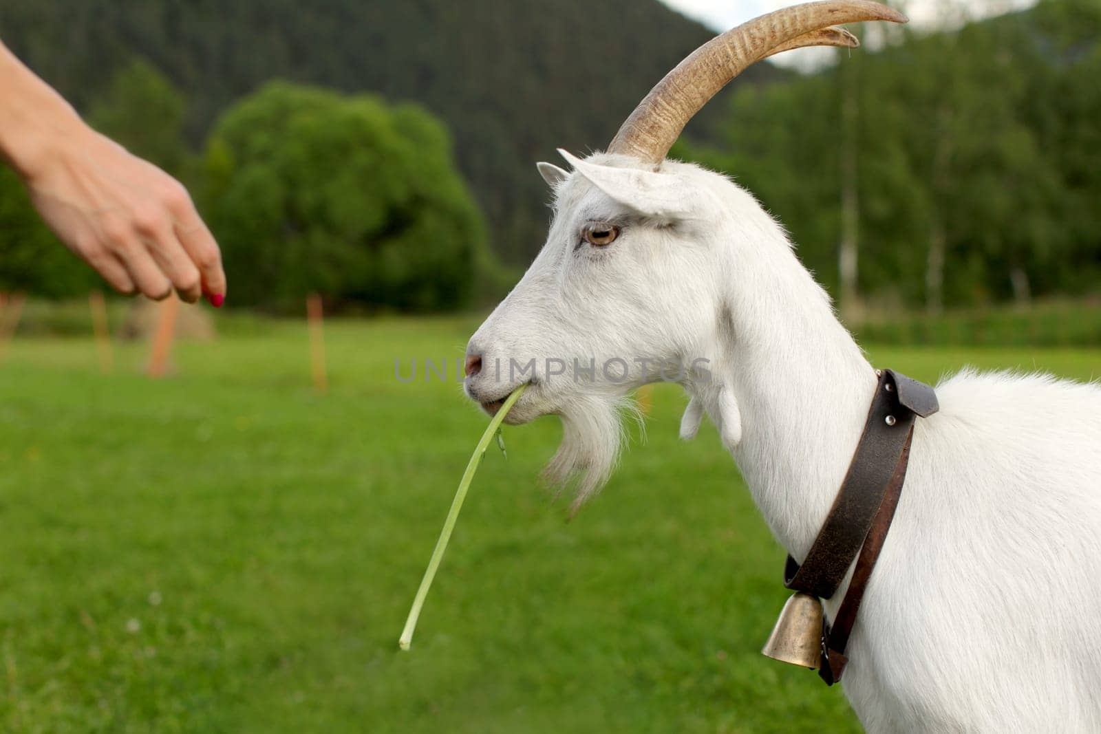 Female goat, detail on head from side, eating leave fed by woman hand.
