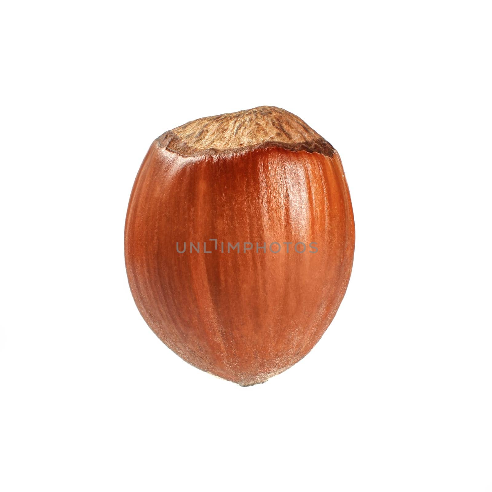 Single whole hazelnut isolated on white background.