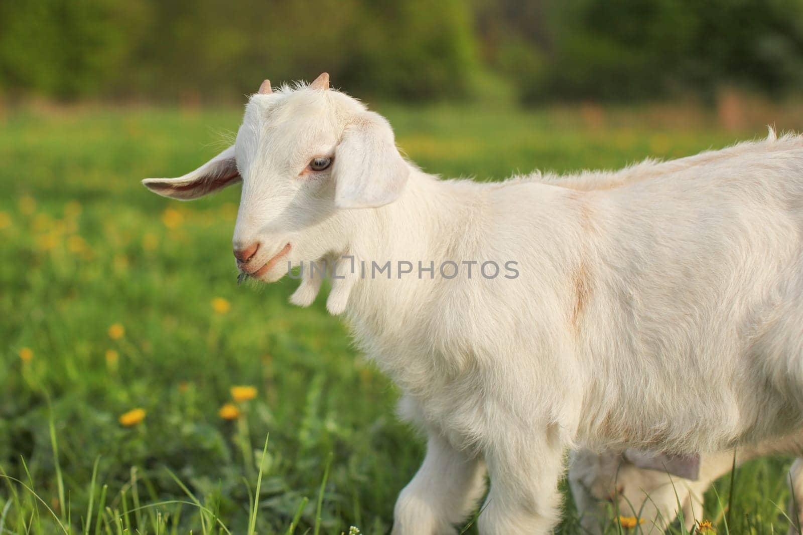 Young goat kid, horns barely visible, on a green spring meadow with dandelions.