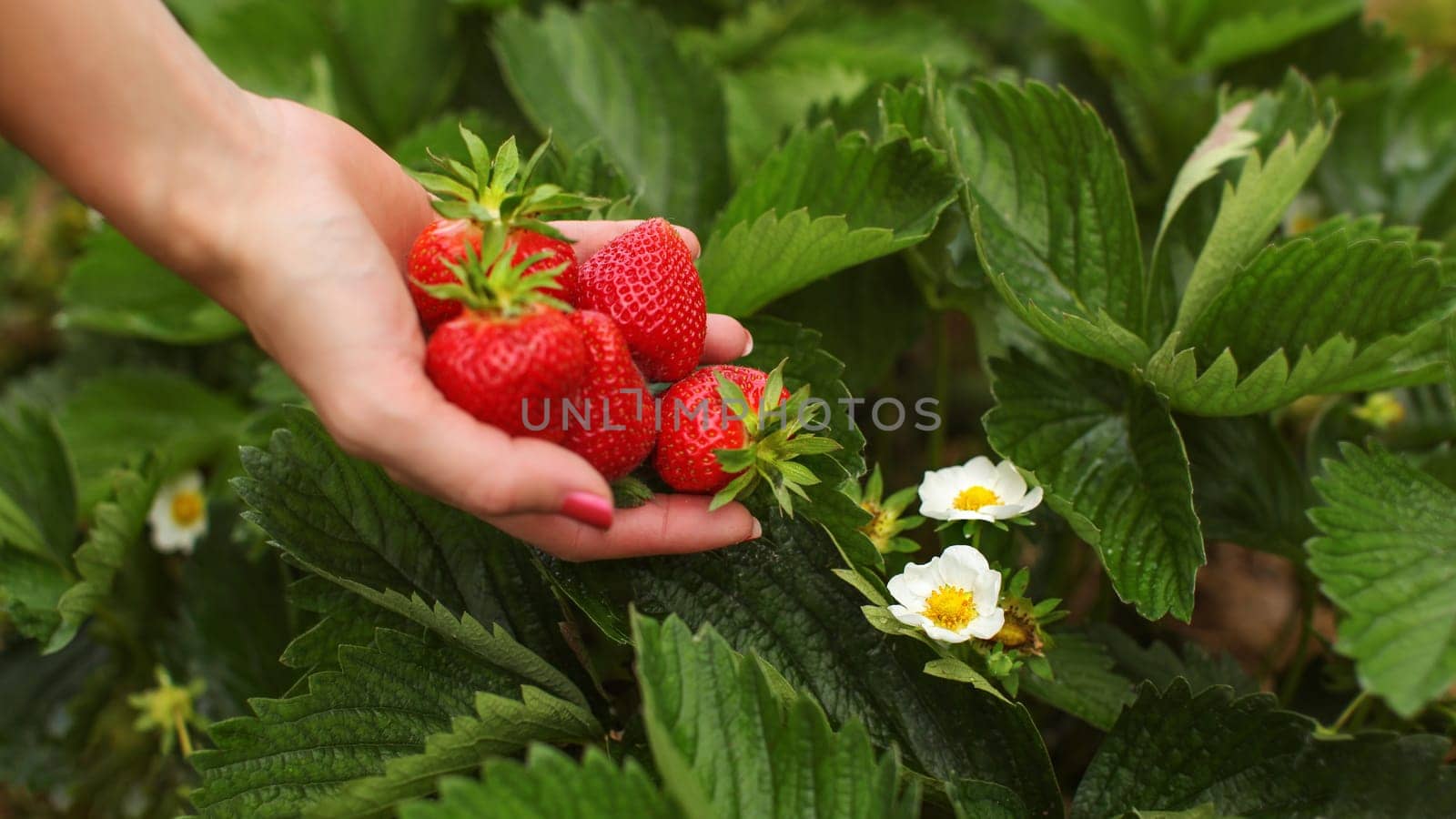 Strawberries flowers and leaves in the field, with blurred woman hand full of freshly picked strawberry.