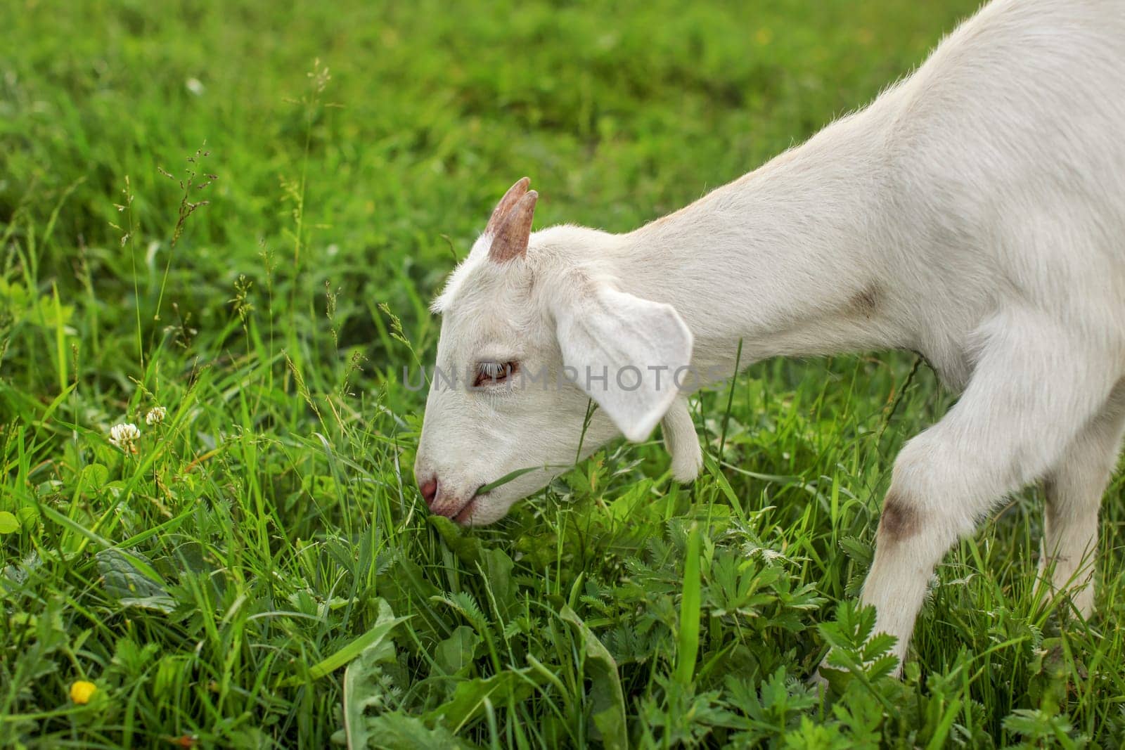 Young goat kid grazing on the grass.