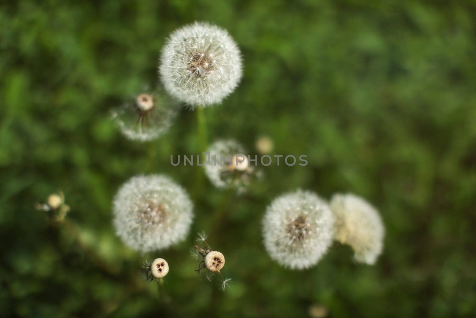 Shallow depth of field (only one flower ball in focus) white fluffy dandelions, with blurred green meadow in back. Abstract spring / early summer background.