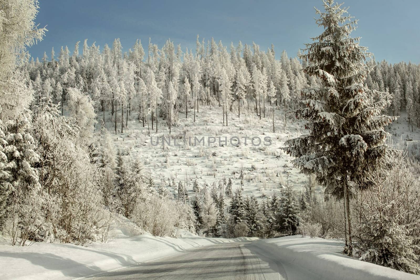 Morning on winter forest road, trees covered with white frozen snow glittering in sunlight.