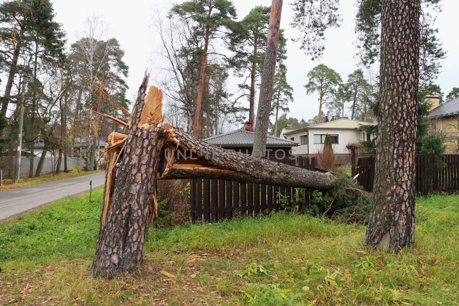St. Petersburg  Russia October 26, 2021 huge pine tree is broken like a match by the storm wind, broke the fence of the house