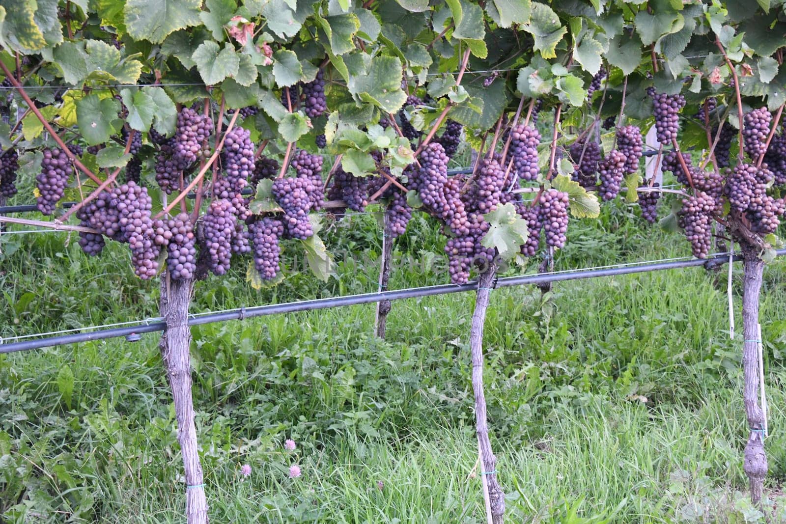 In Germany,Austria and France this wine variety is called Pinot Gris and in Australia,Luxembourg and Italy as Pinot grigio,in Valais as Malvoi.