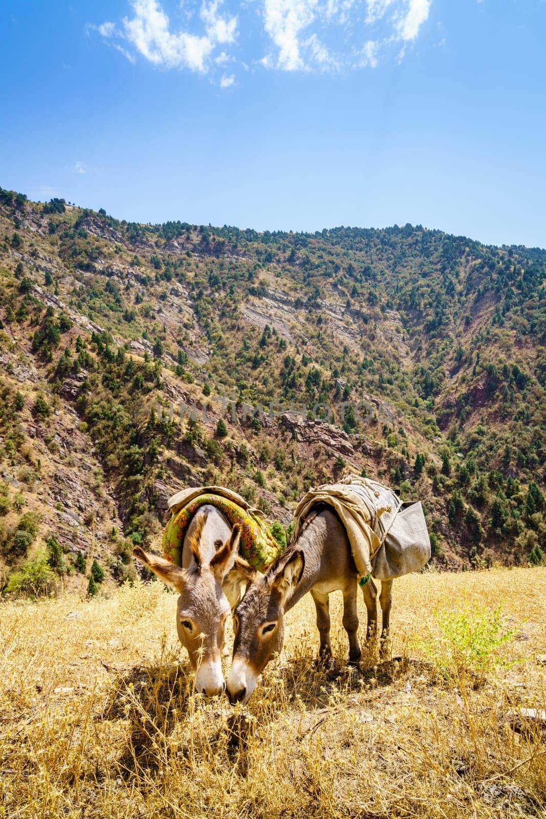 Two pack mules are grazing near a trail in Shirkent National Park in Tajikistan