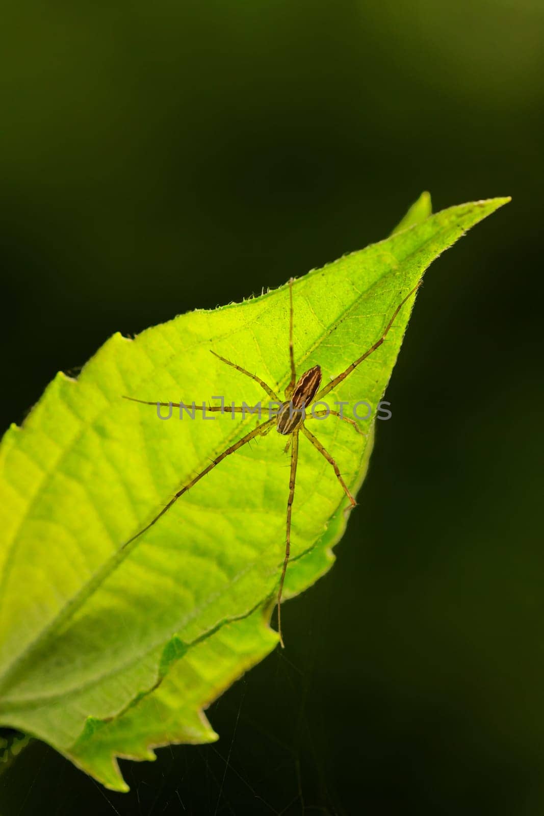 Close up macro shot of forest spider on leaf