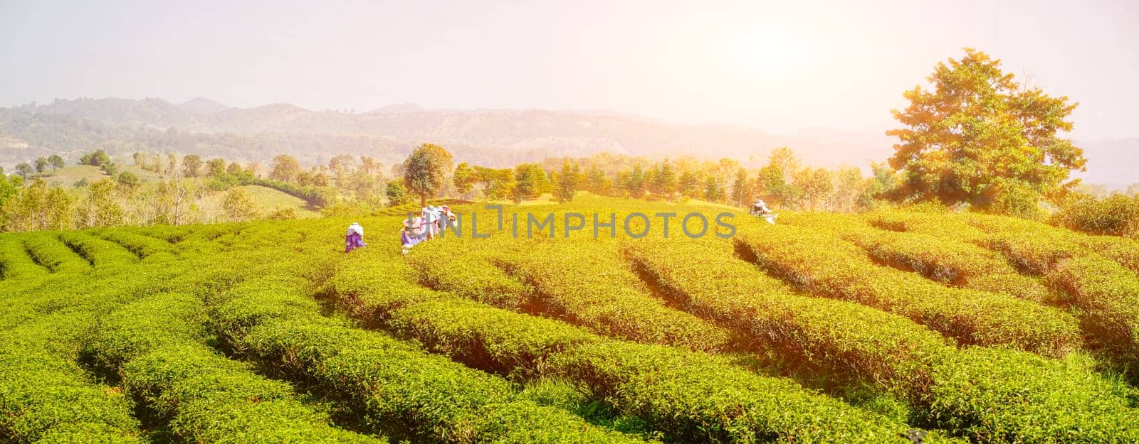Worker women harvesting tea leaves on farmland of tea plantation