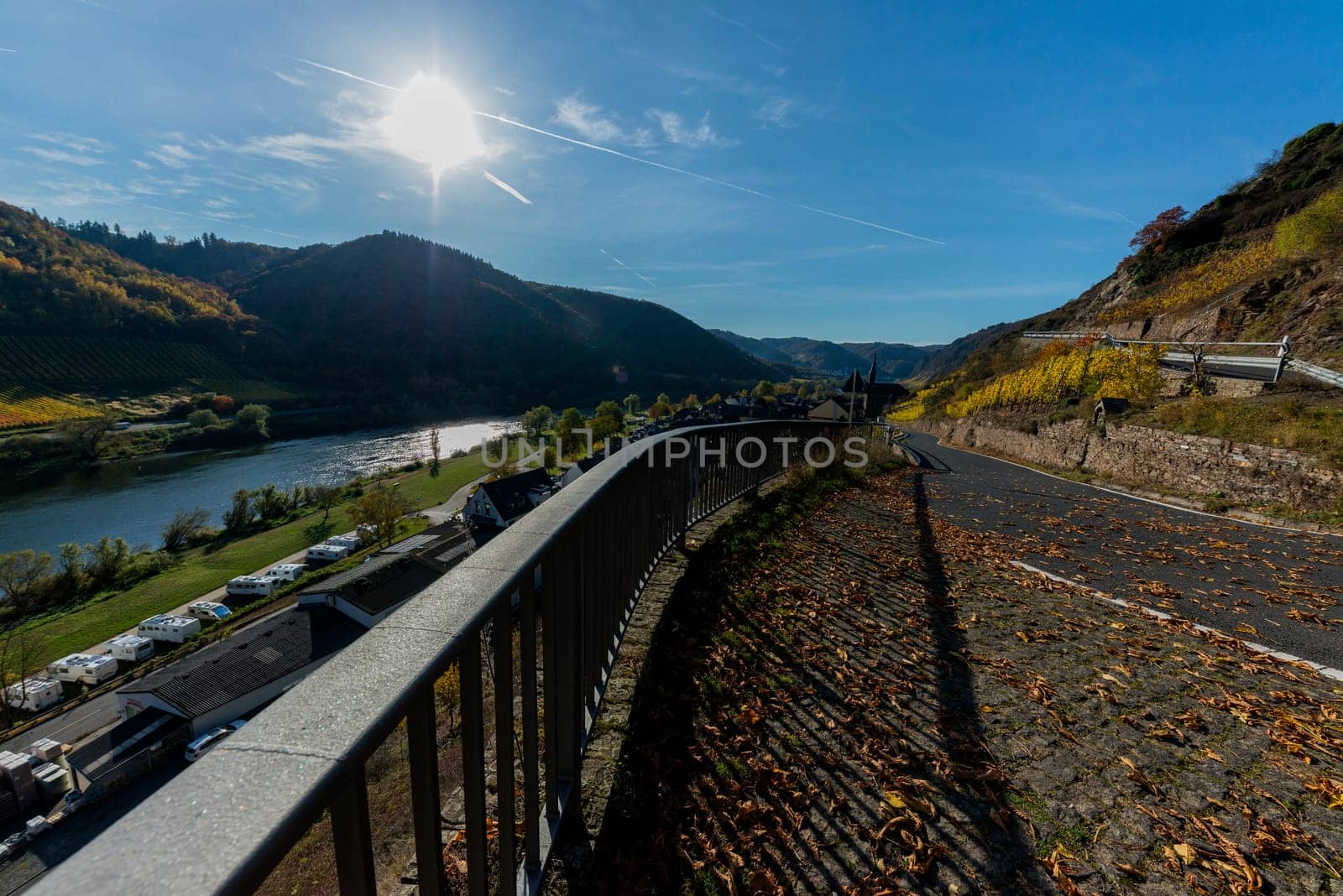 yellow vineyards in autumn