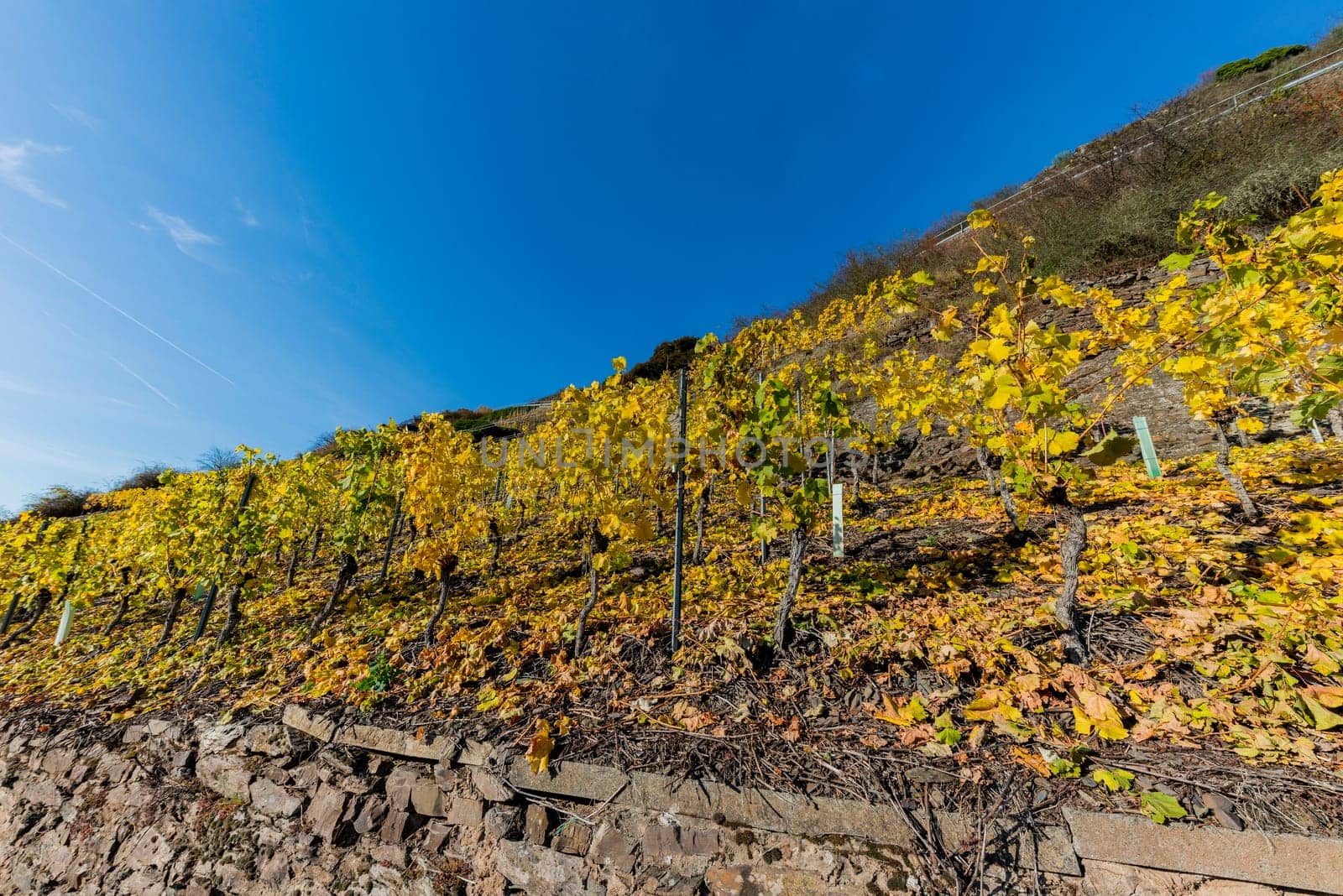 yellow vineyards in autumn