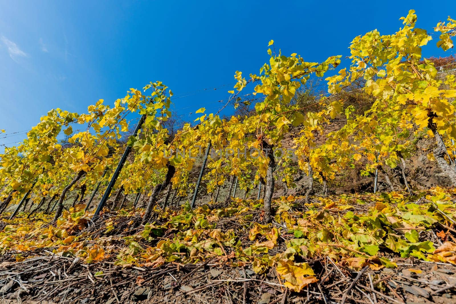 yellow vineyards in autumn