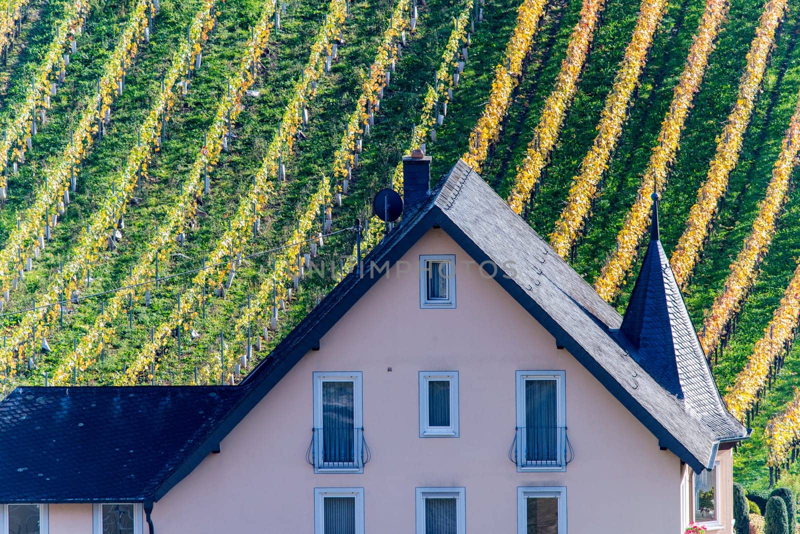yellow vineyards in autumn