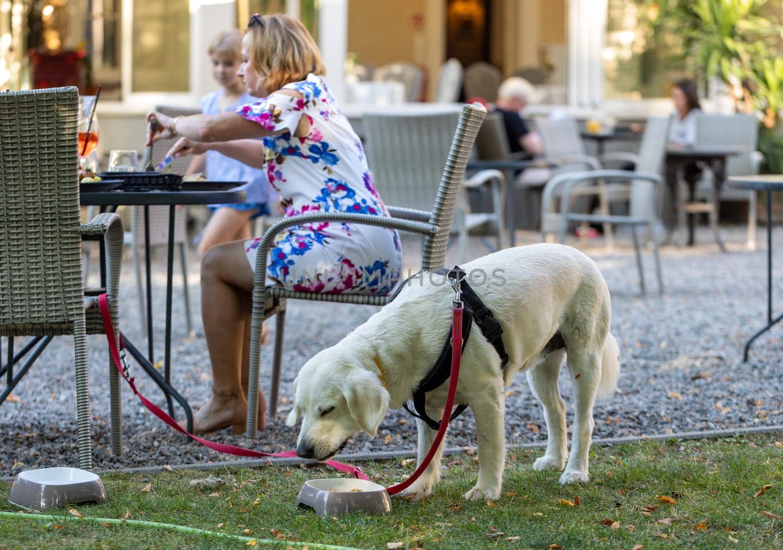 Sierakow, Poland - August 12, 2020: Grilled pork ears in a restaurant with a dog menu