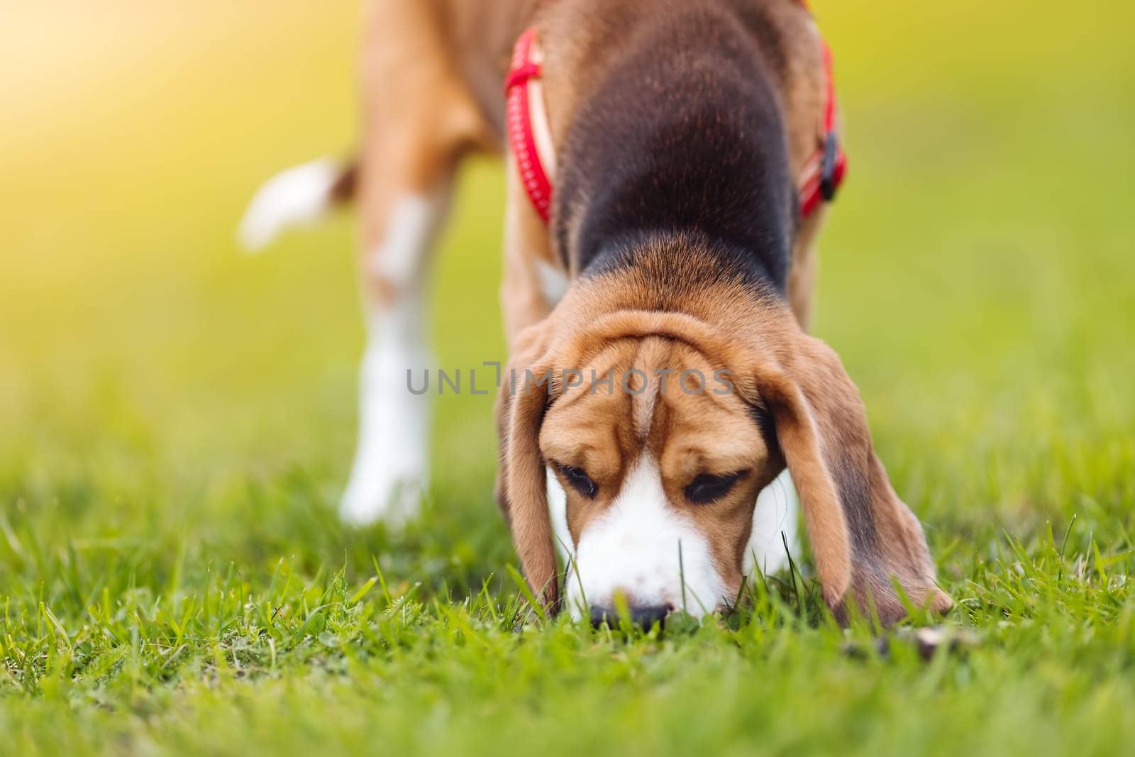 Puppy of Beagle playing on the lawn in nature. Concept of domestic animal and friendship between human and dog.