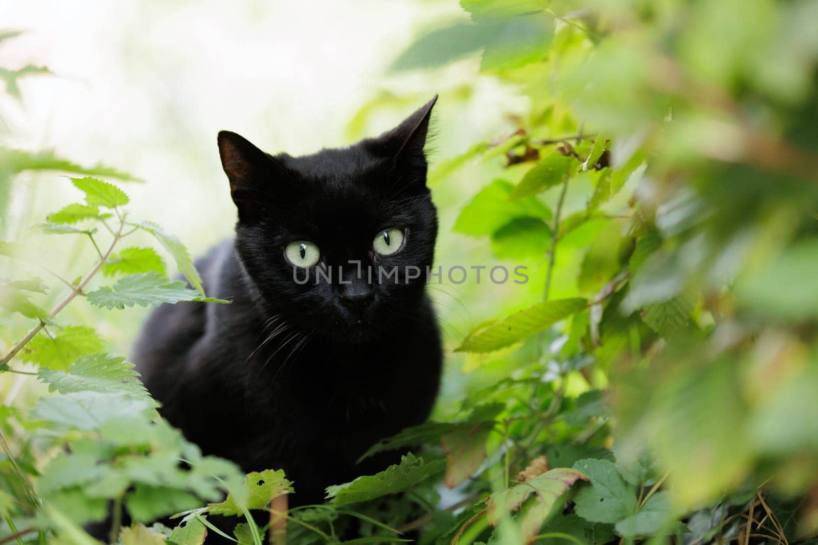 black cat sitting in bushes