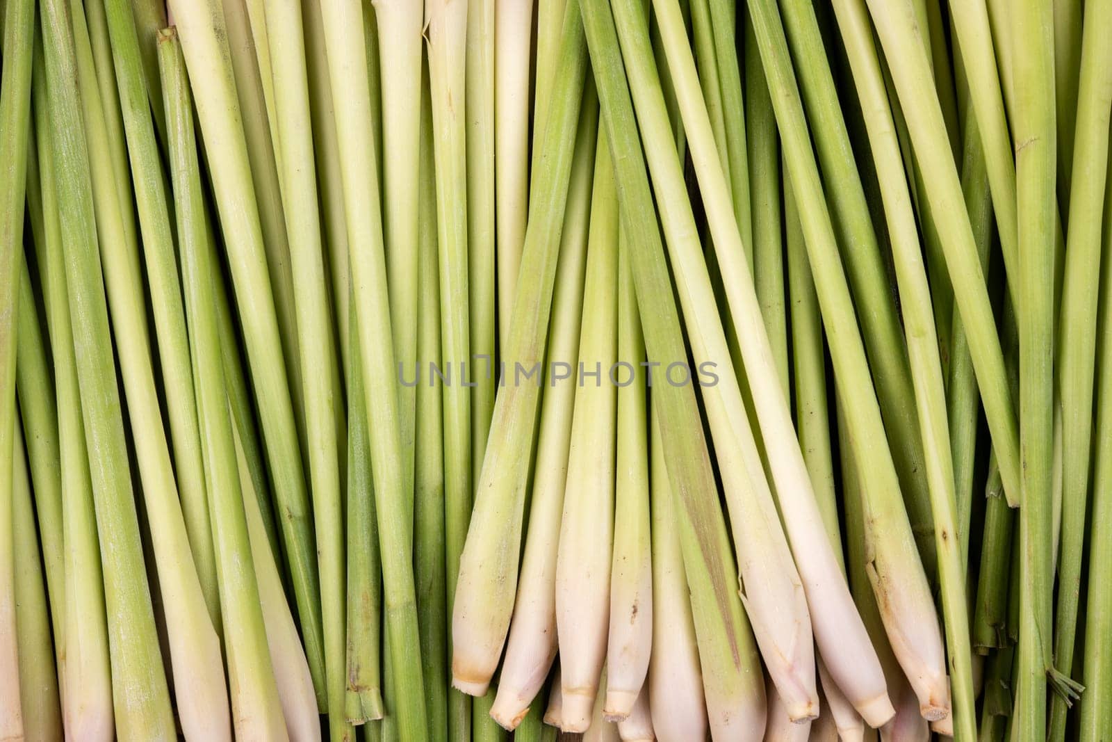 harvest situation with fresh and tasted citronella herb