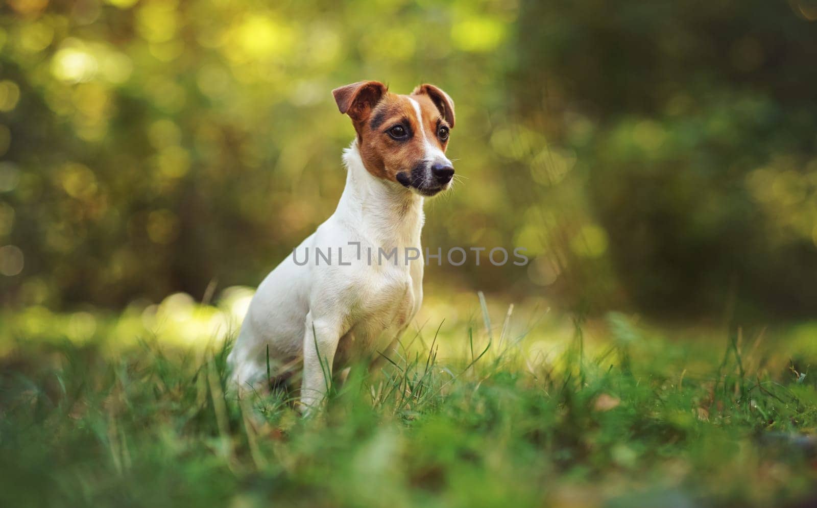 Small Jack Russell terrier sitting on meadow in autumn, yellow and green blurred trees background.