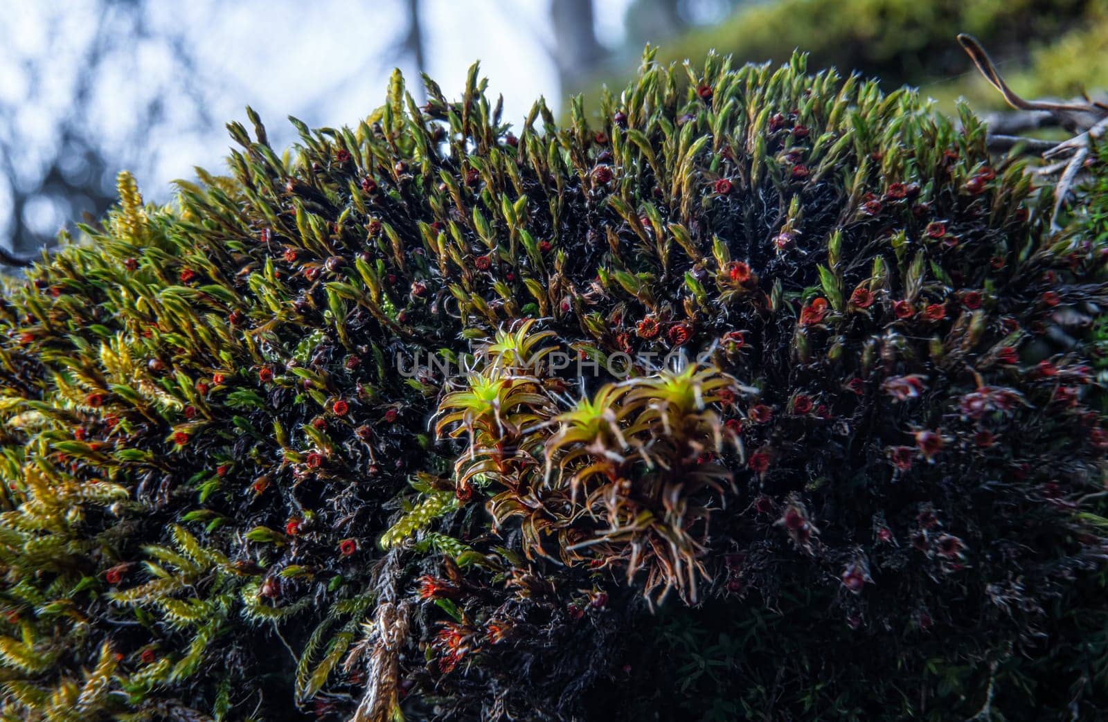 Fine green moss growing on rocks near river, closeup macro detail.
