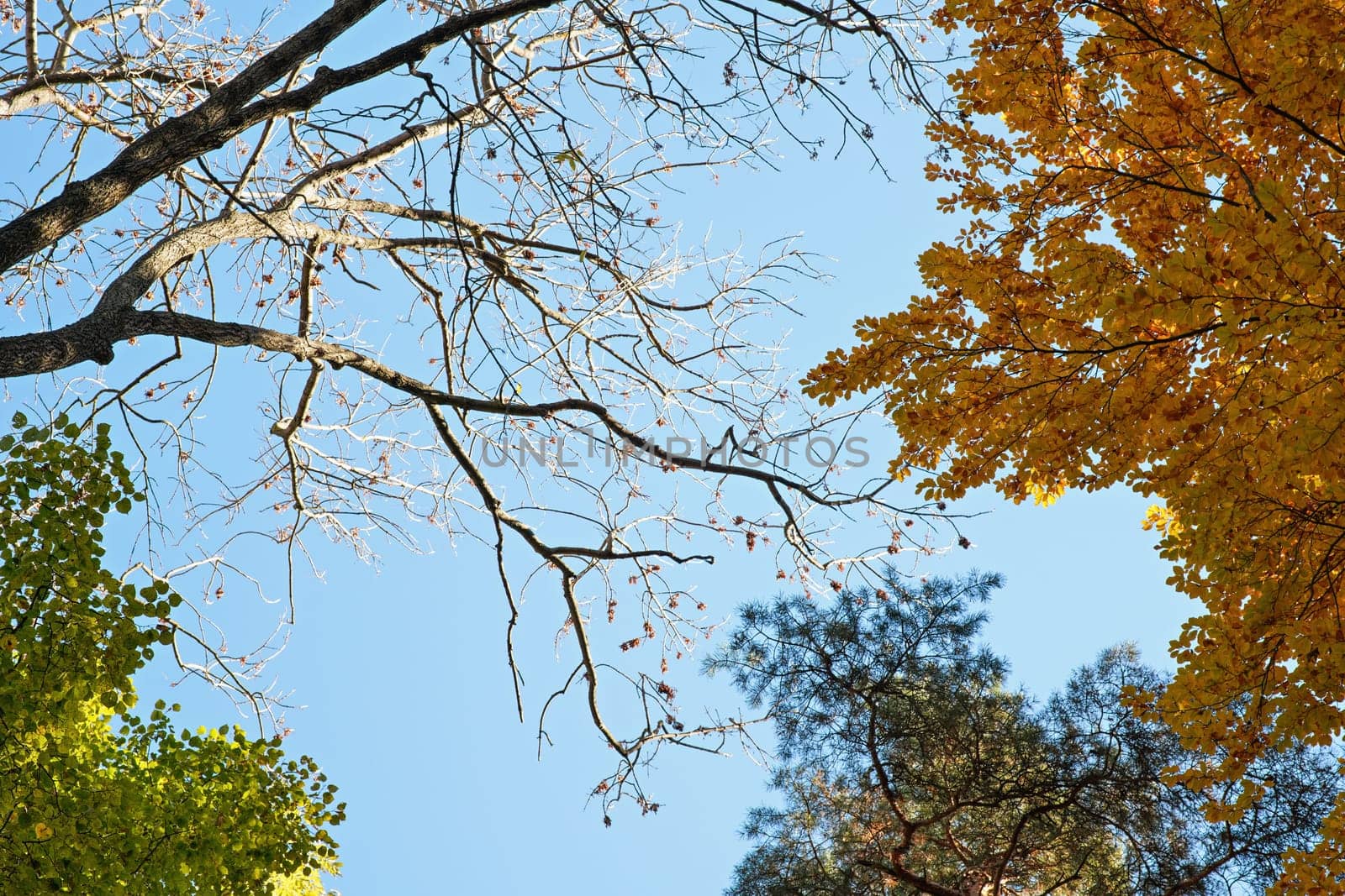 Looking up tree branches with leaves in autumn, against clear blue sky - pine, orange beech, green birch and one without any foliage.