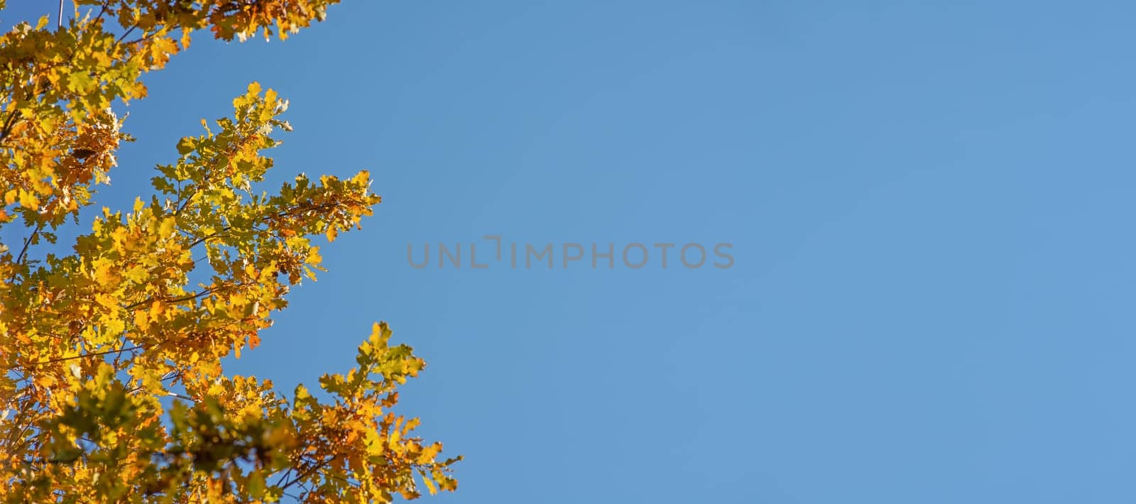 Orange yellow autumn oak tree leaves against clear blue sky. Wide banner with space for text on right side.