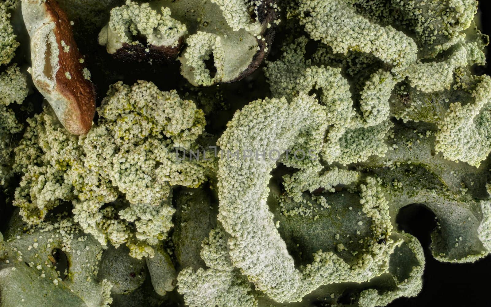Gray tube lichen, also known as monk's-hood - Hypogymnia physodes - growing on tree branch, microscopy detail, image width 9mm.
