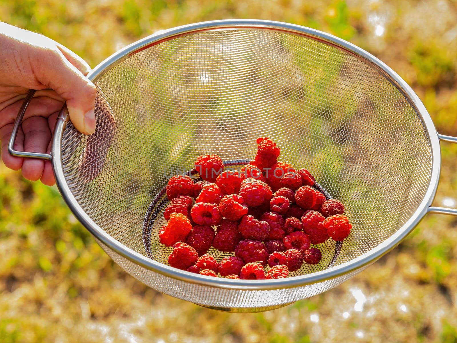 Harvesting red raspberry fruit berries with hands. Red raspberries. Garden berries. Fruit dessert. Metal dishes. Human hand. Agriculture. Farming business. Healthy eating. Natural vitamins.