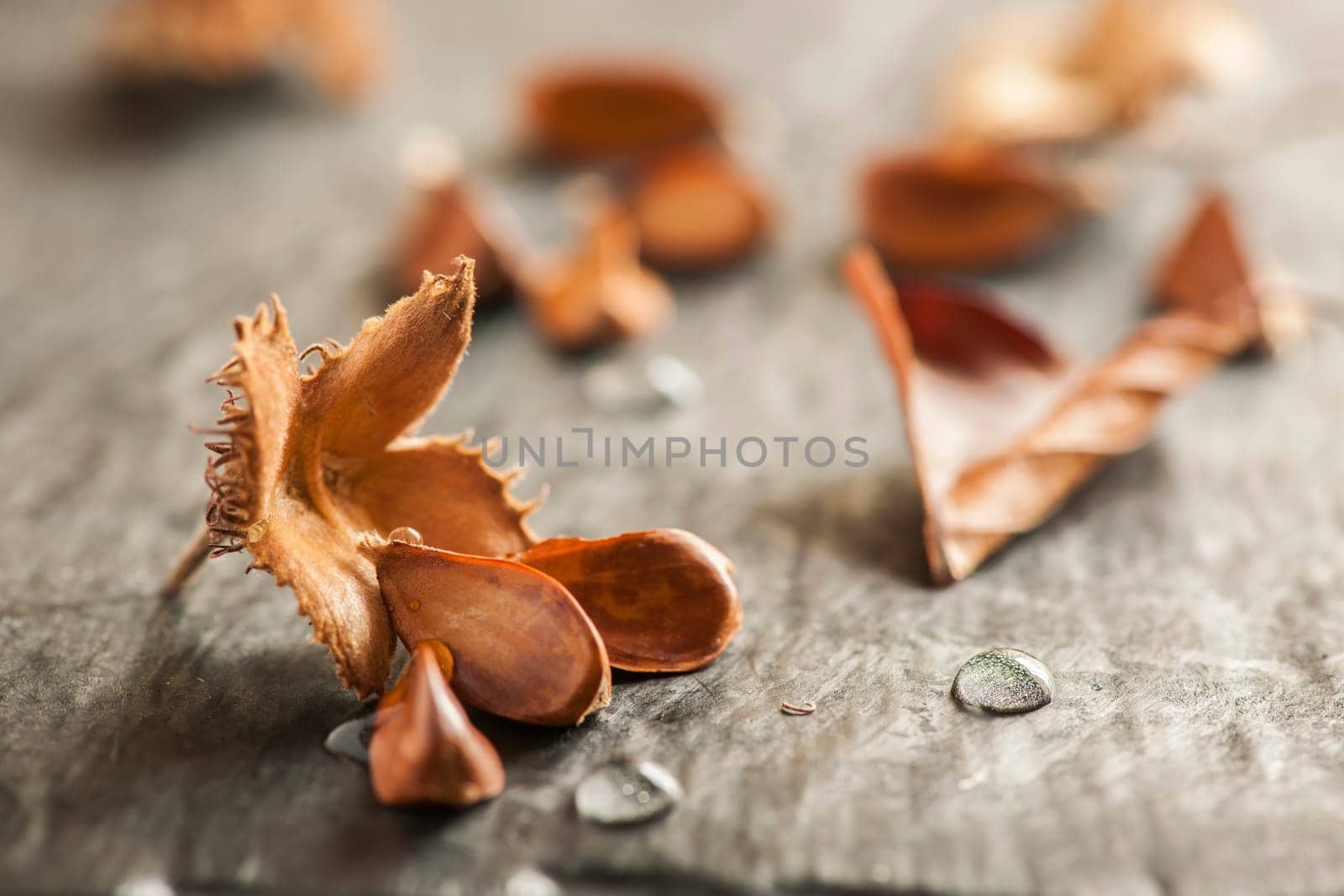 Low angle close-up of an open beechnut fruit with three seeds and small water droplets on a light slate background in the side window light.