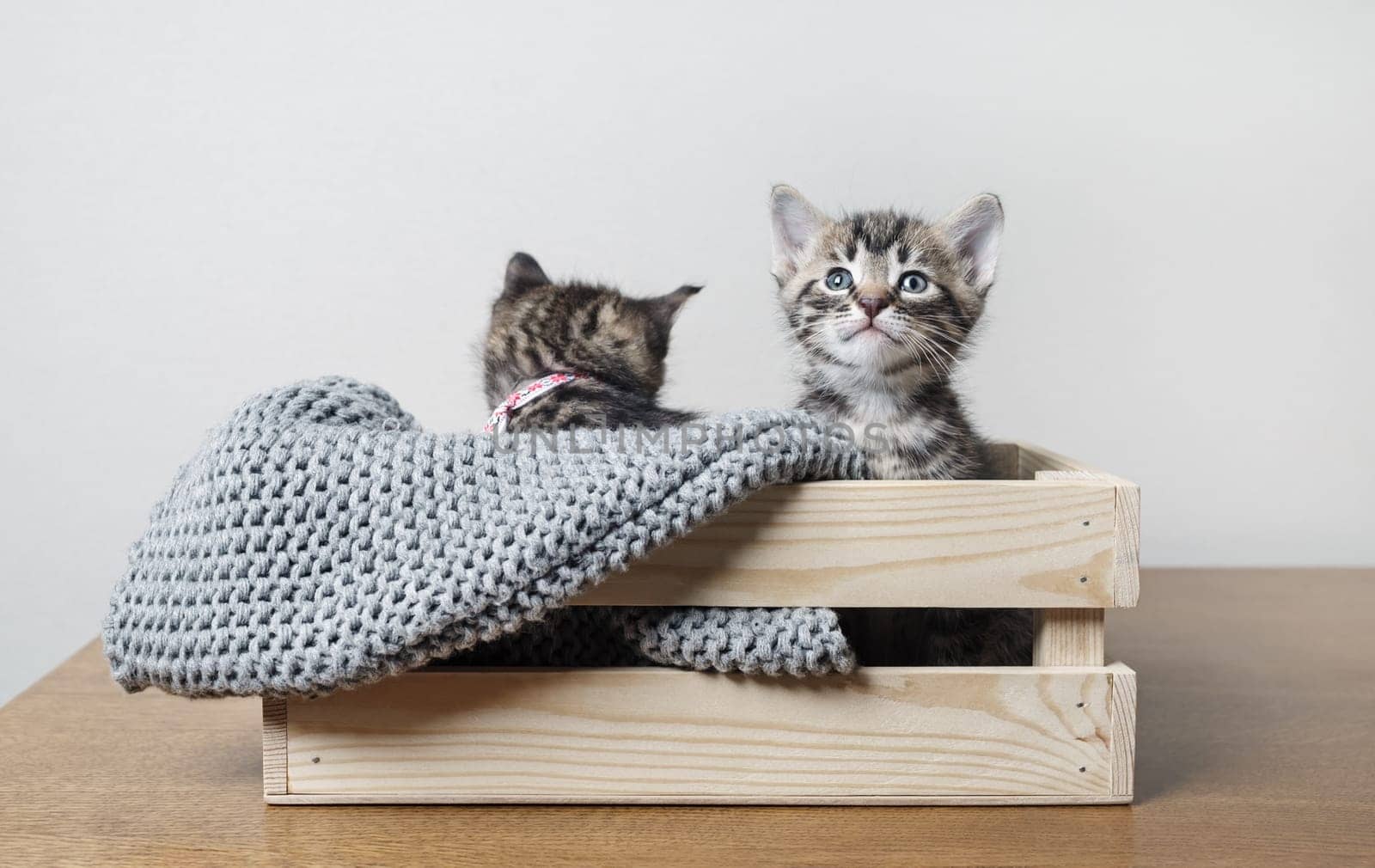 Little cute kittens sitting in wooden box.