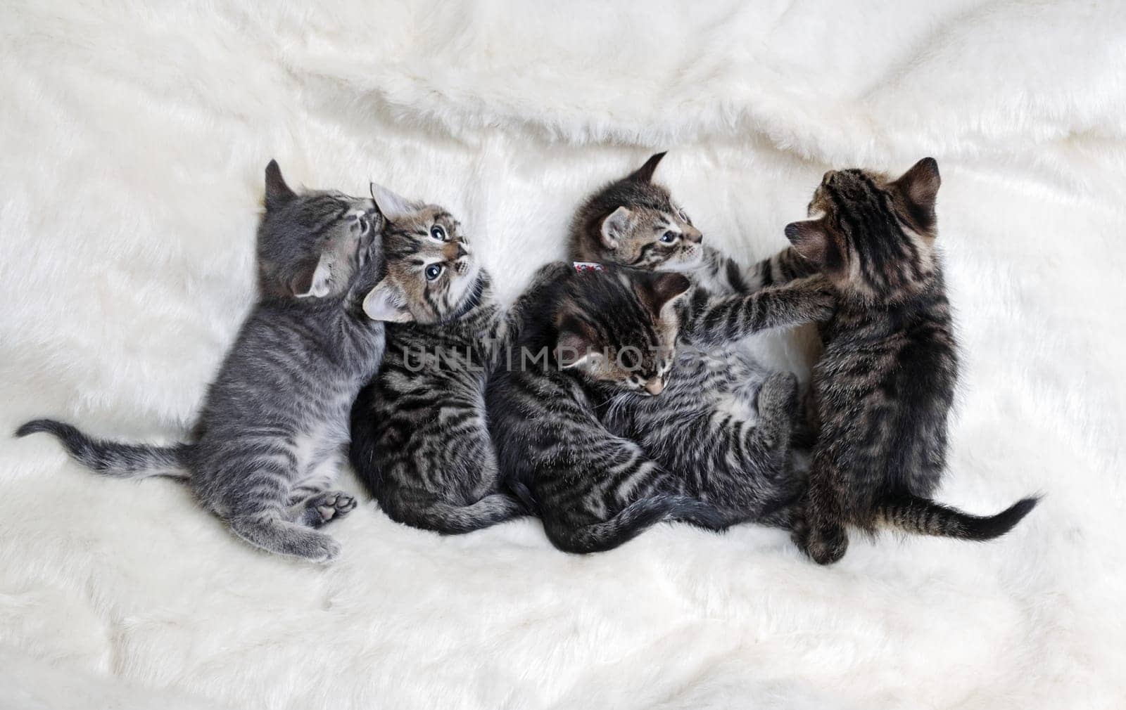 Five cute kittens sleeping on white fur blanket. Flat lay.