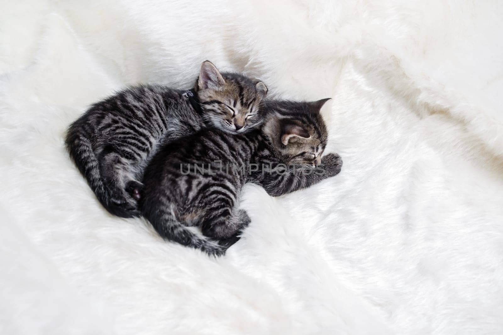 Two sleeping kittens on soft fur blanket.