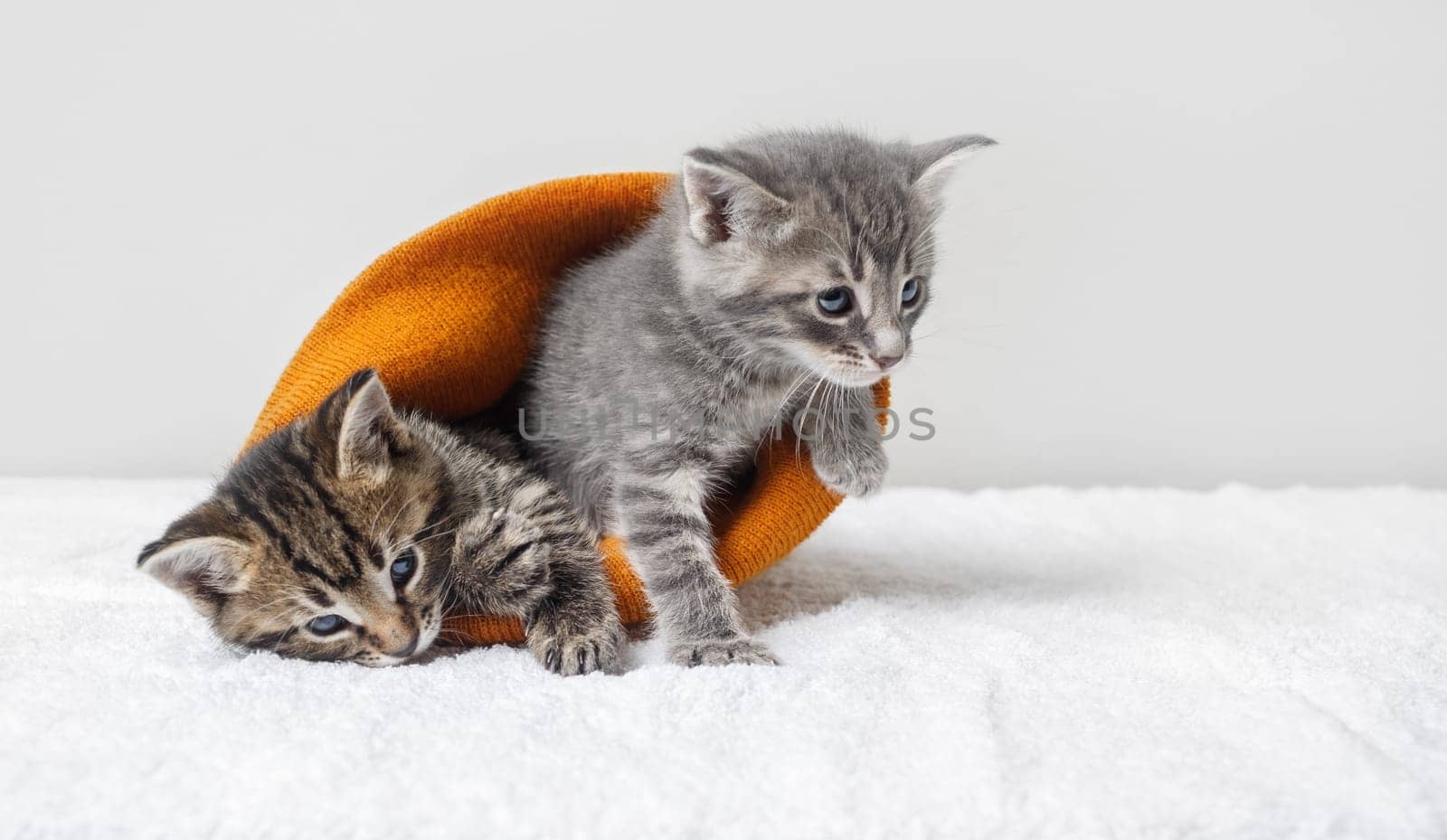 Two little cute kittens in an orange woolen hat.