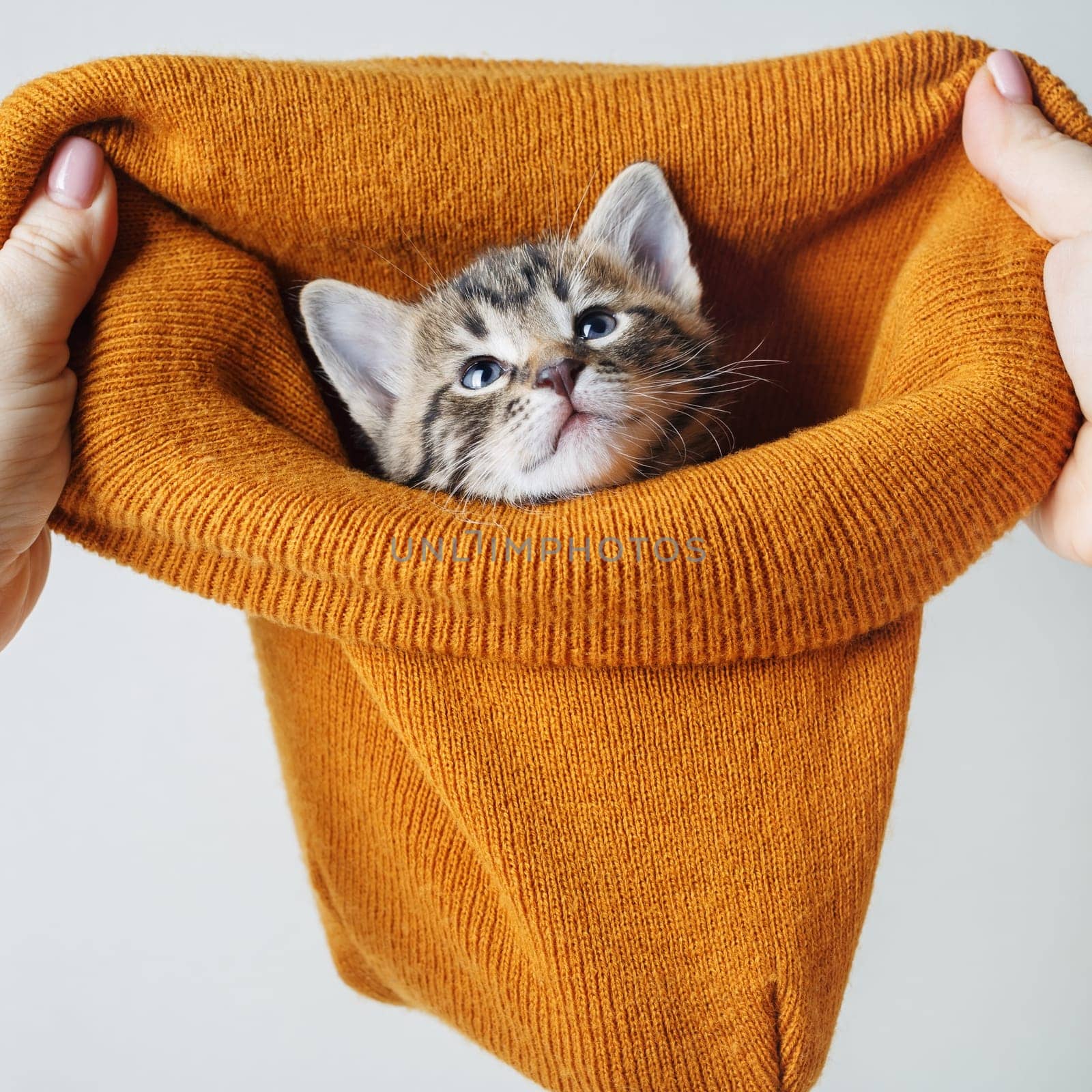 Little cute tabby kitten looks out from a woolen hat.