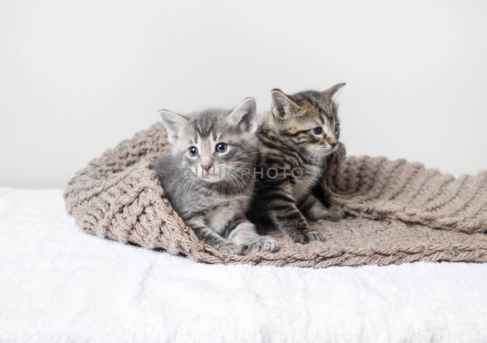 Two cute kittens on white towel covered with knitted blanket. Shallow depth of field. Selective focus.