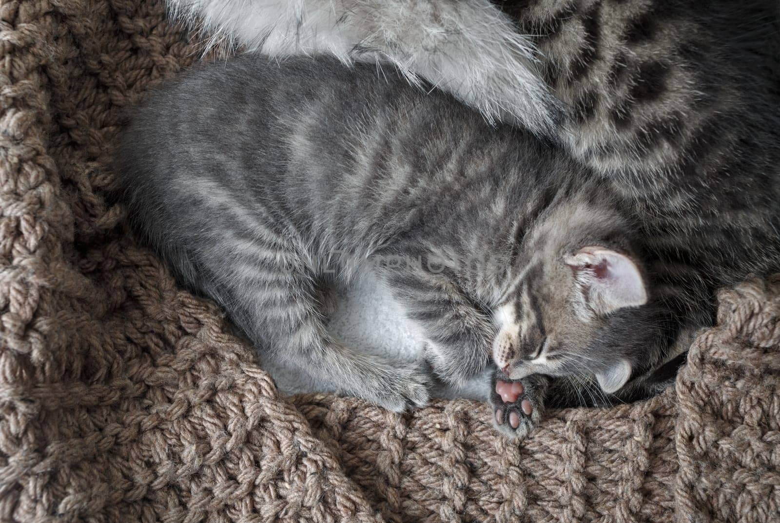 Gray tabby kitten is sleeping. Flat lay.