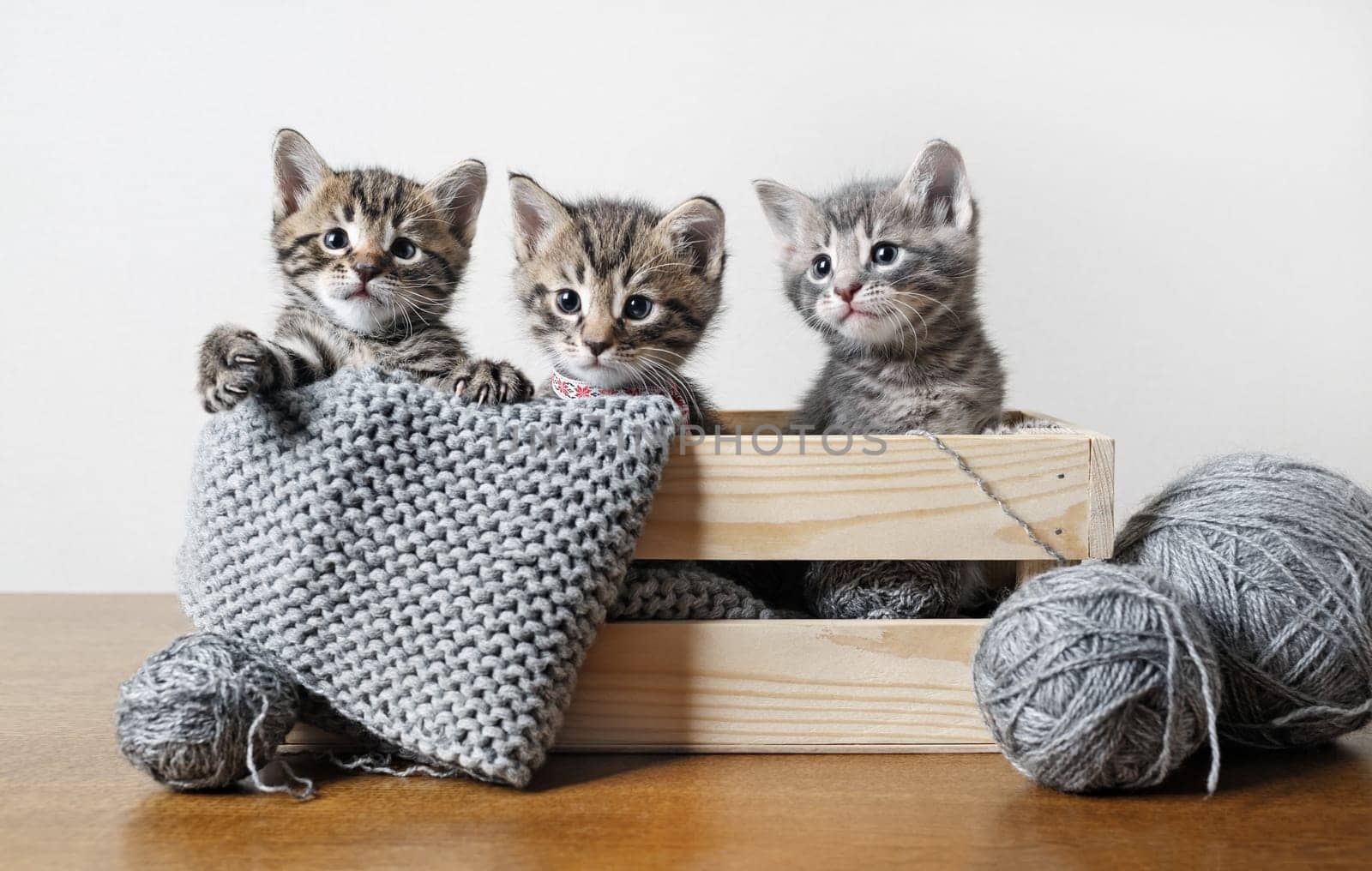 Three little cute tabby kittens in a wooden box, balls of woolen thread and yarn.