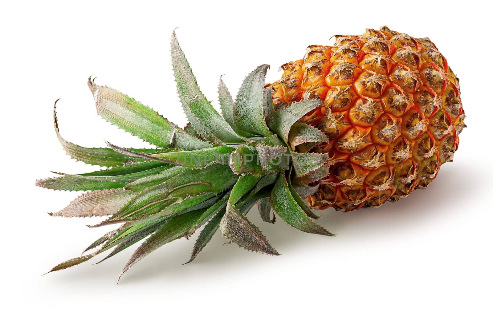 Single pineapple lies rotated isolated on white background