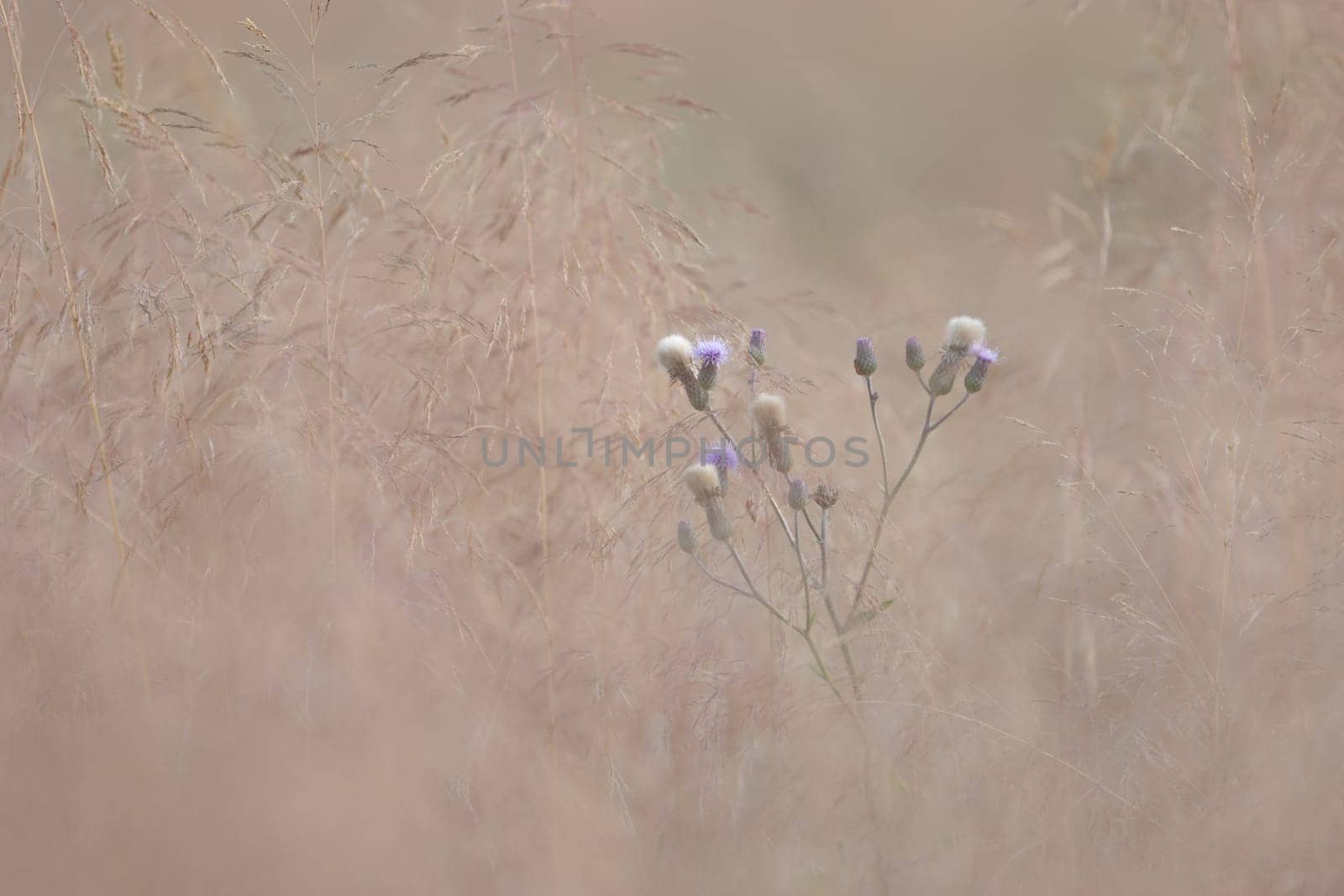 thistle surrounded from meadow grass