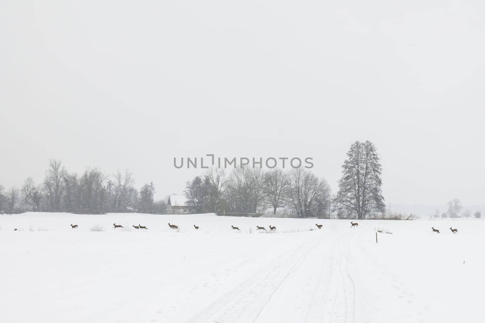 deer change in winter