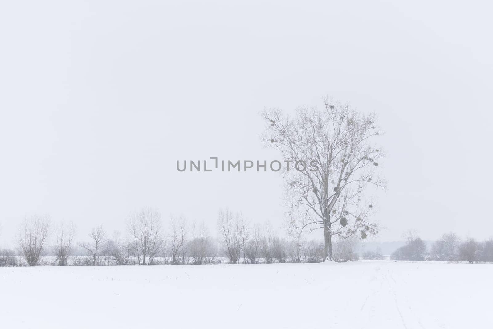 winterlandscape with tree and fog