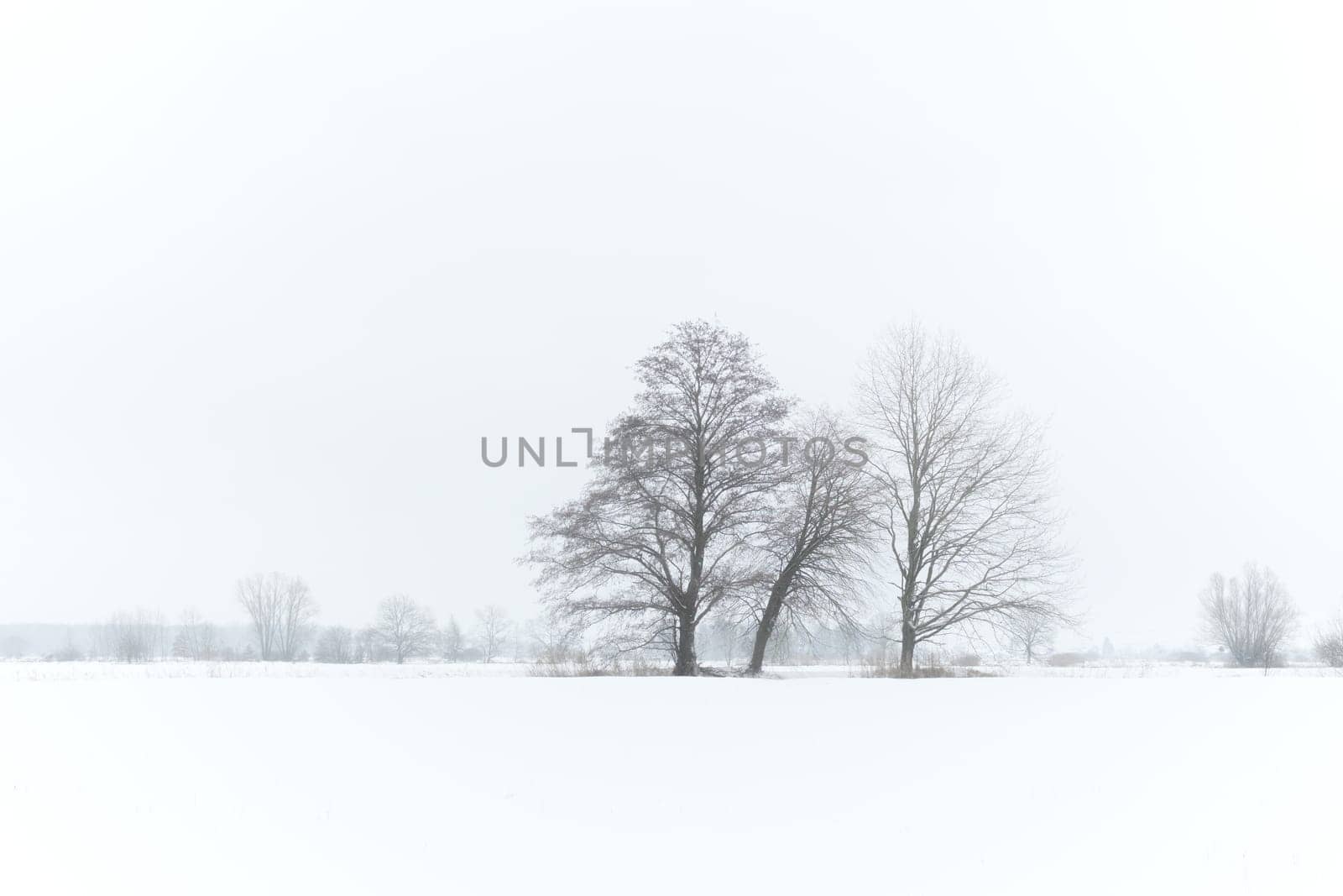 winter landscape with trees and fog