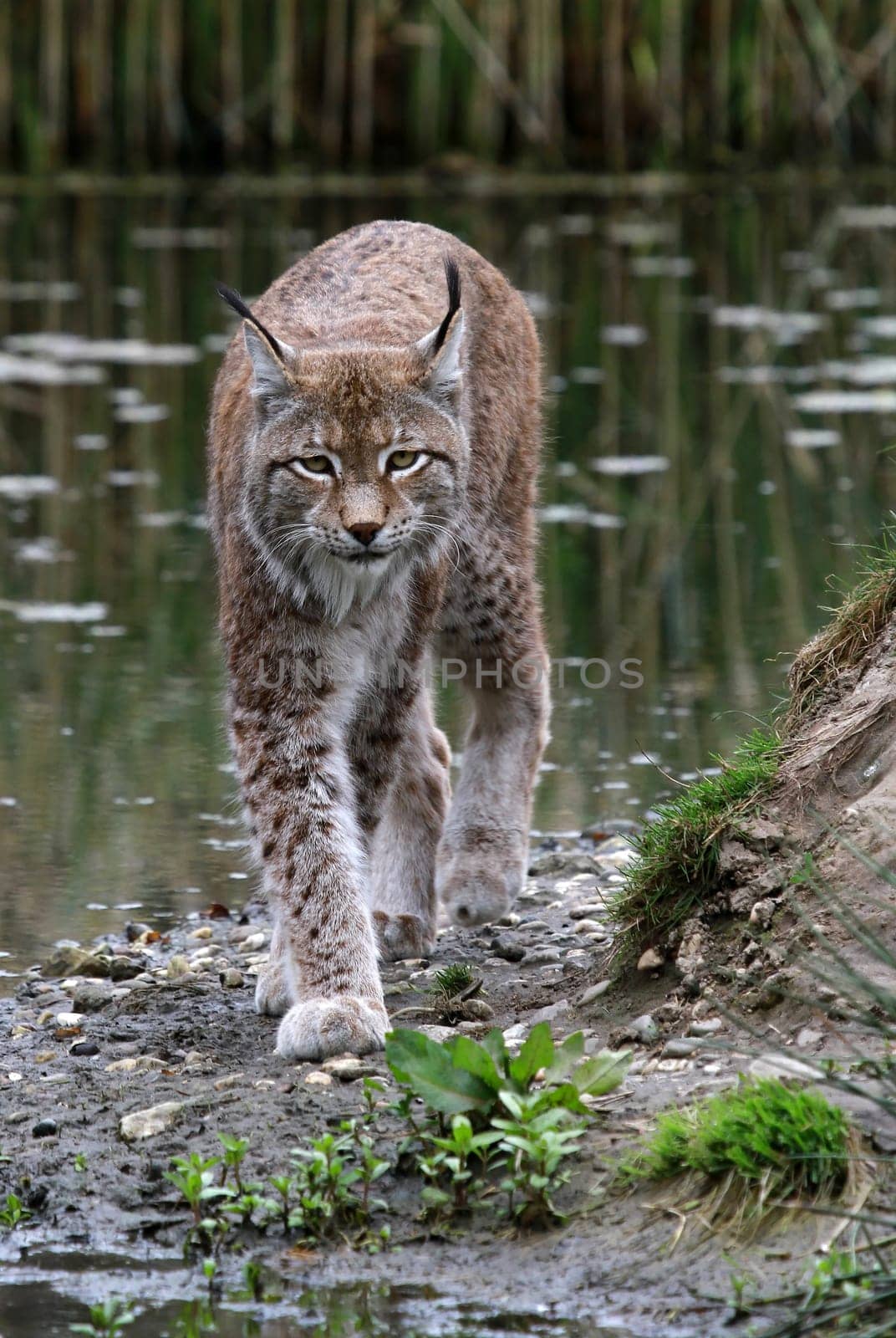 Eurasier lynx