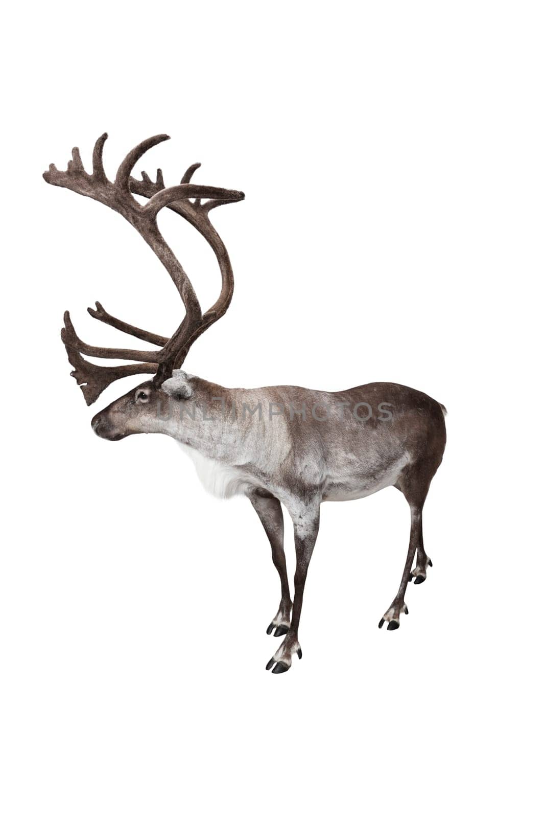 Male reindeer shot in studio isolated on white