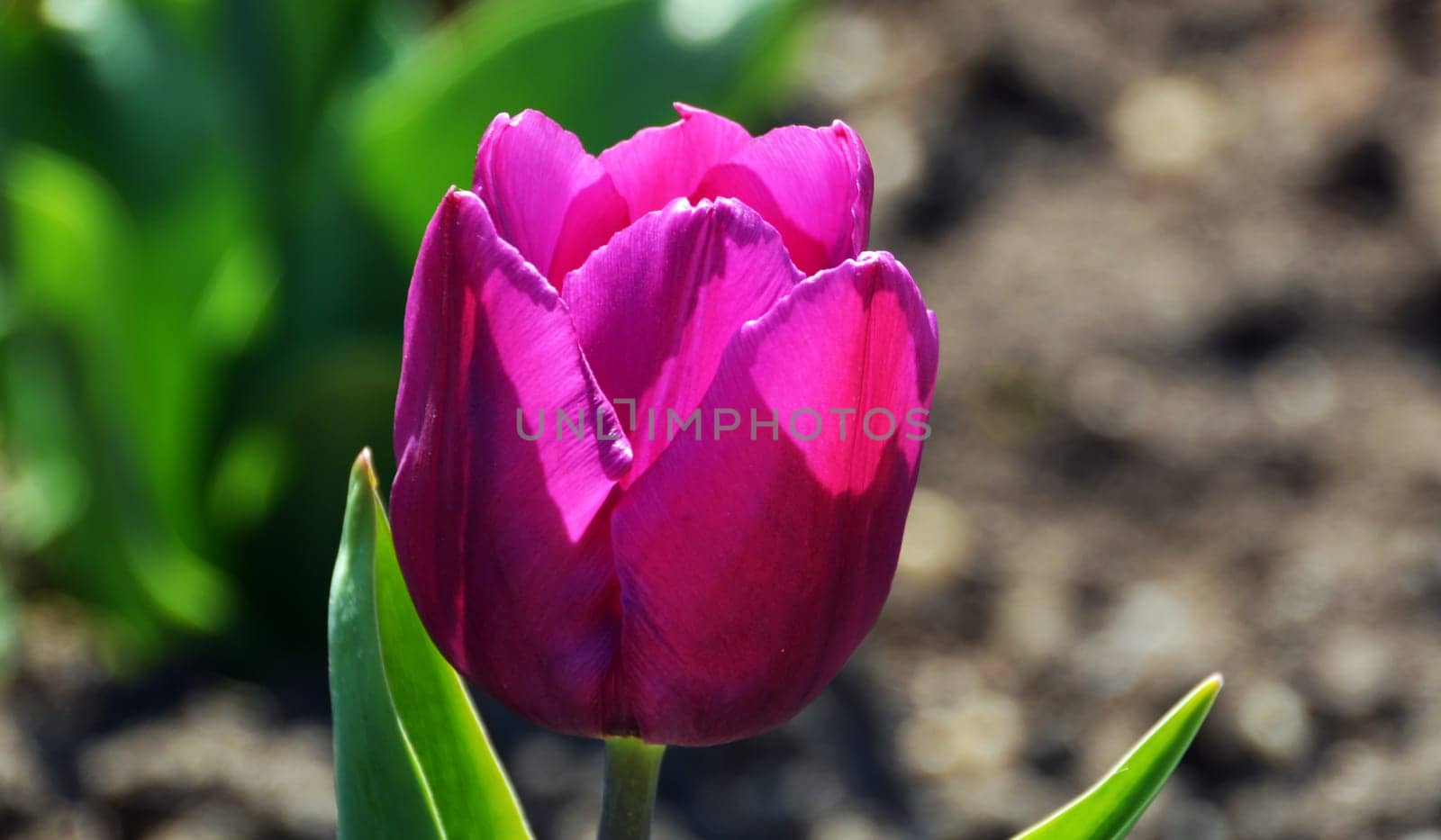 Tulip in purple dress