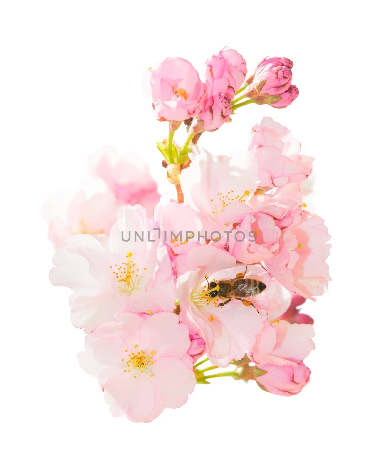 Isolated on white bunch of spring blossom pink flowers with honeybee pollinating springtime blooming orchard fruit garden and obtaining nectar and pollen