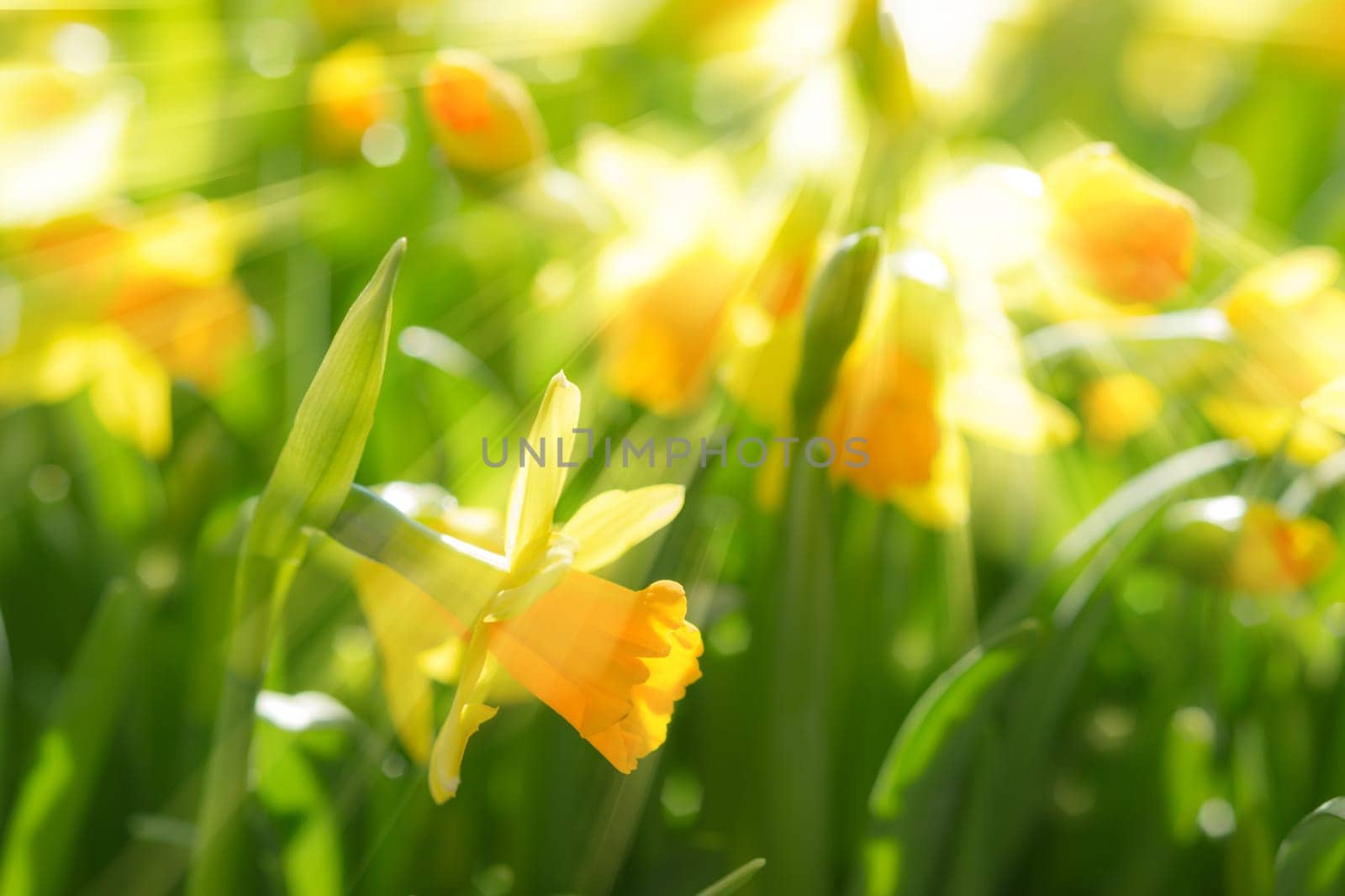 Yellow spring flowers of narcissus daffodils on sunshine meadow with bright backlit sunbeams sun rays. Toned and filtered stock photo with selective soft focus and shallow DOF.
