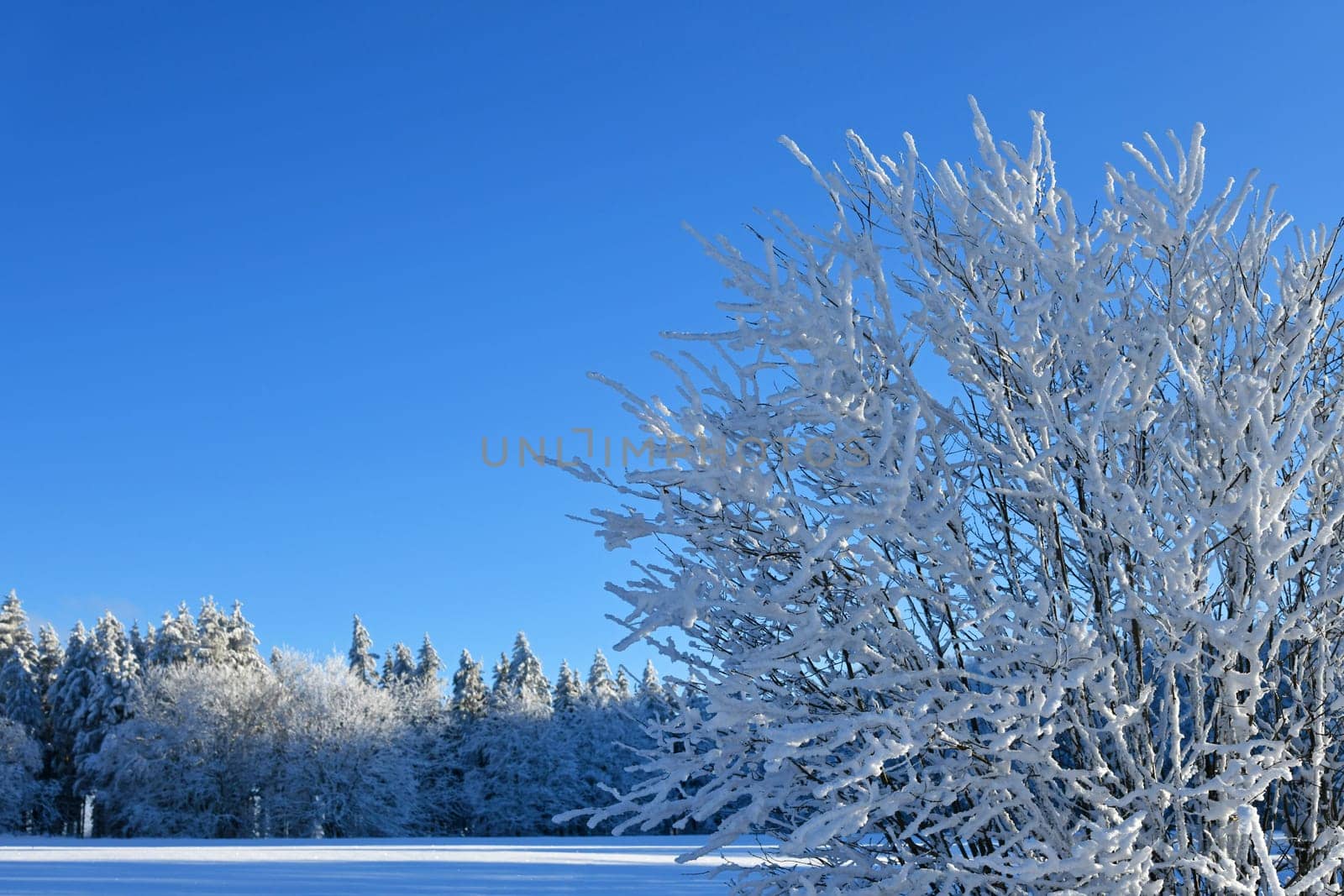 Snow-covered trees when the weather is nice