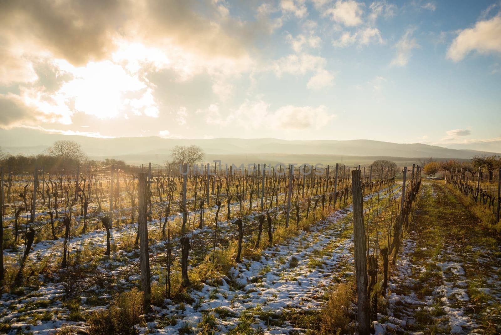 Wintersun on snowy vineyards in Burgenland Austria