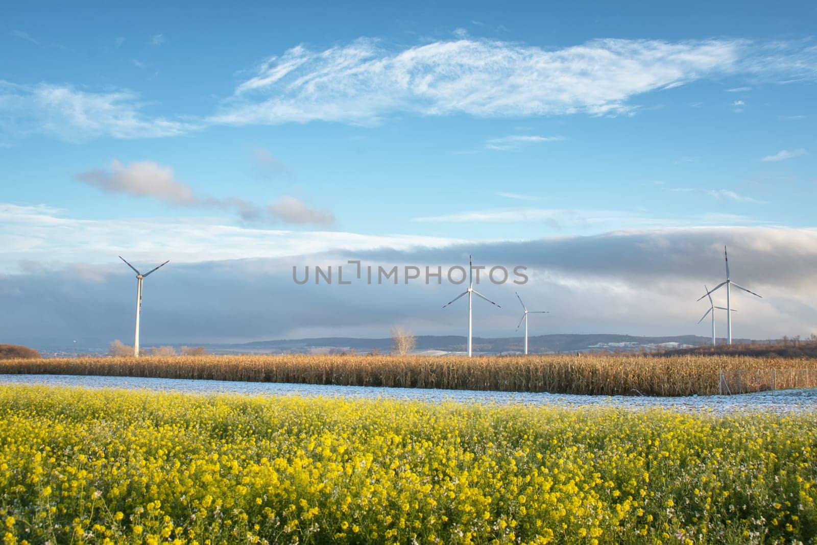 rape fied, with windmills, burgenland, austria