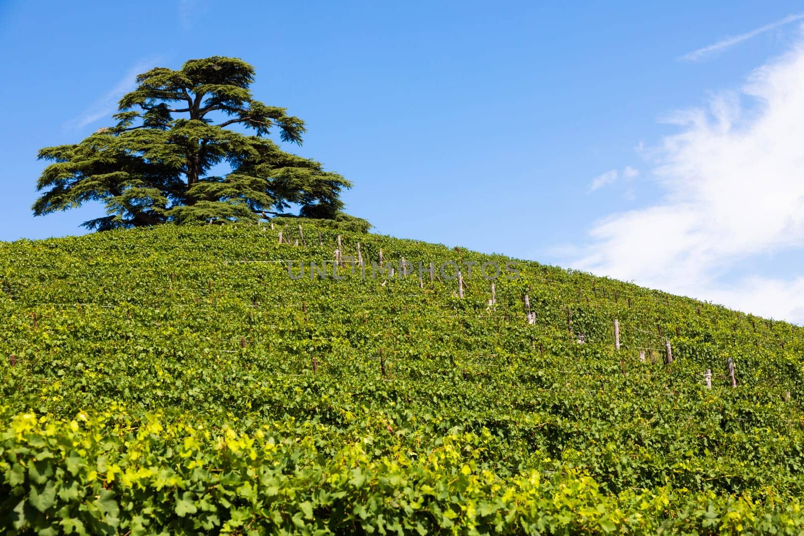 Panoramic countryside in Piedmont region, Italy. Scenic vineyard hill close to Barolo.